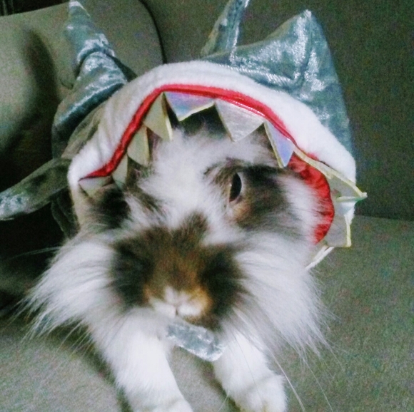 Meet your Posher, Kristy - Picture 3 of 4